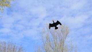 Aalscholver in de lucht 