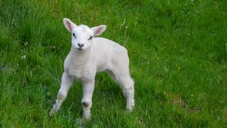 Lente met een lammetje