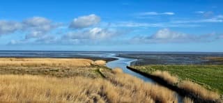 Ochtendwandeling zwarte haan