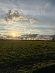 Paas schapen 