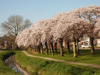 Volop voorjaar in Foxhol provincie Groningen 