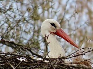 Ooievaar op nest