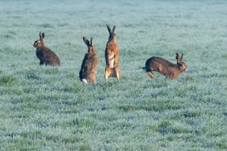 De paashazen zijn er klaarvoor