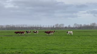 De dames mogen weer in de wei. Kijk ze eens blij zijn.