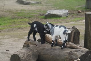 Een dagje GaiaZOO  in Kerkrade op deze eerste Paasdag hier de foto deel 2