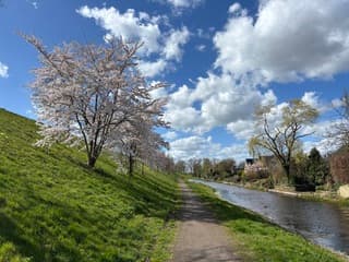 Bloesem tegen een blauwe hemel met wolken