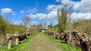 Geknotte wilgen op natuureiland De Zaag