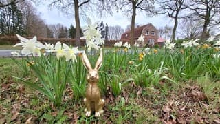 Wind, narcissen en een paashaasje 