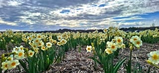 Bloemen veld in Egmond vandaag 