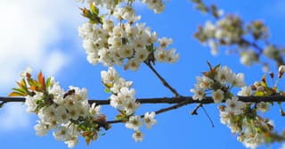 Fraaie bloesems in het zonnetje