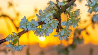 Zonsopkomst achter de  bloesem in Buurmalsen