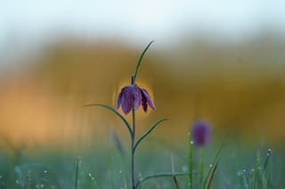 De prachtige kievitsbloem met dauwdruppels 
