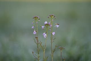 Pinksterbloemen met Pasen 