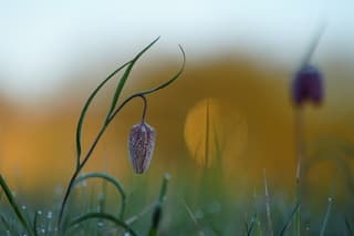 Kievitsbloem in de knop met dauwdruppels 