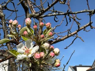 Daar is ie dan de bloesem