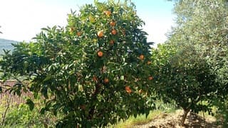 Sinaasappel in Spanje 