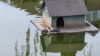 Schildpadden zitten ook lekker buiten in het zonnetje 