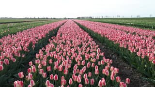 tulpen velden 