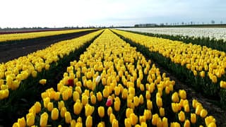 tulpen velden 