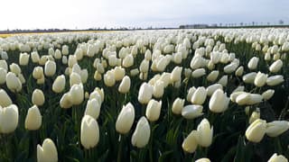 tulpen velden 
