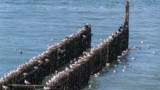 Mooie vrij zonnige dag, paasdrukte op de paalhoofden