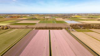 Paarse hyacinthen velden volop in bloei
