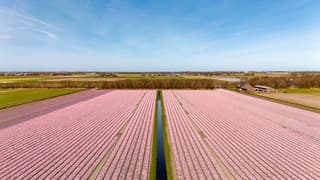 Paarse hyacinthen bollevelden in de kop van Noord Holland