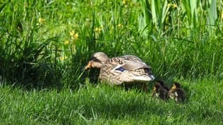 Dan maar rap de sloot in.