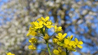 De schoonheid van de lente.