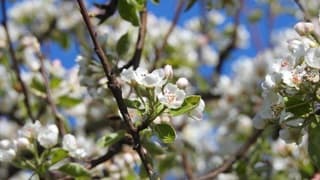 De peer vol in bloei.