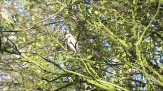 Natuurgeluiden in Burgemeester Smitpark vanmorgen !