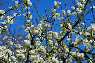 Witte bloesem en blauwe lucht