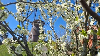 Doorkijkje tussen de bloeiende bloesem naar de molen