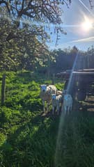 De schapen in de weide