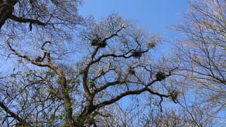 Boom vol Reigernesten pas op!