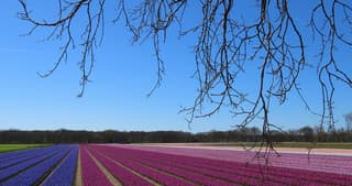in de buurt van Lisse