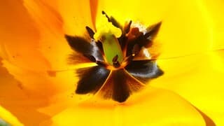 TULP