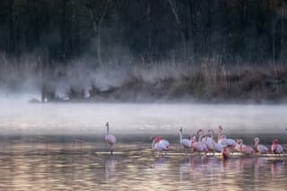 Mist zonsopkomst