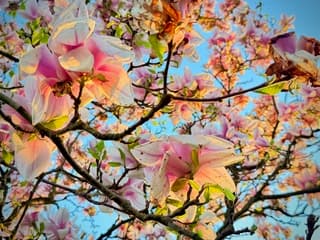 Zonsopkomst vanuit tulpenboom 