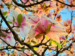 Magnolia mooie zonsopkomst nu