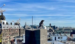 Deze kraai kwam even van het uitzicht genieten op de zesde verdieping met links het Paleis op de Dam. 