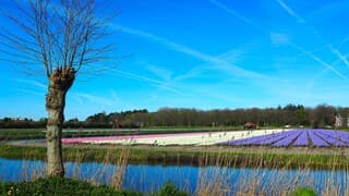 LENTE
