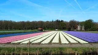 HYACINTENVELD