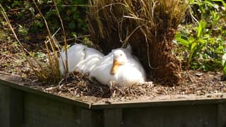 Indische loopeend aan het broeden !