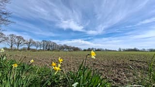 Narcissen in bloei tegen een blauwe lucht met sluierbewolking aan