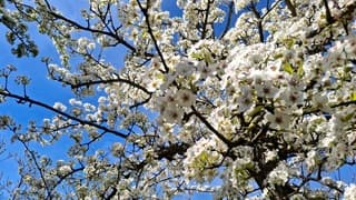  Bloesems tegen de blauwe lucht