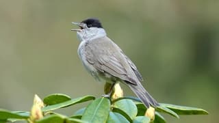 Wat een mooie zang van deze zwartkop