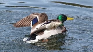 Wilde eend aan het badderen