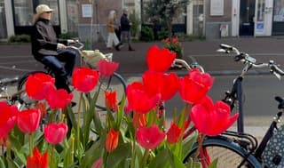 Fel rode tulpen stralen in de volle zon in hartje Amsterdam