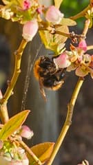 De bloemetjes en de bijtjes